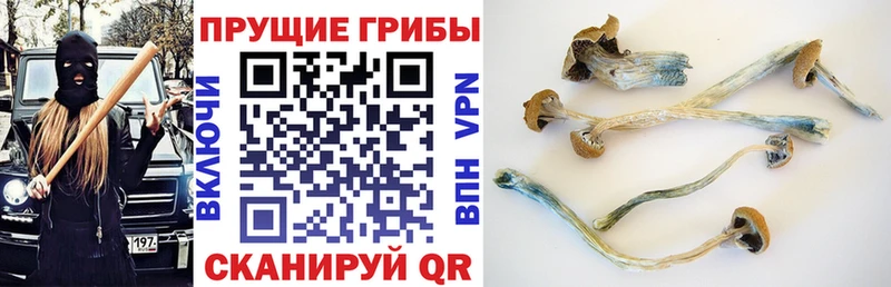 Галлюциногенные грибы Magic Shrooms  Купить  Данилов 